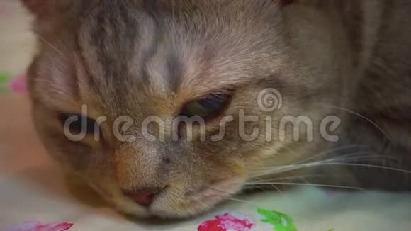 苏格兰直猫在床上去睡觉关门视频的预览图