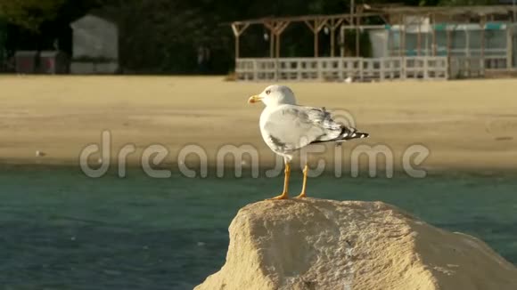 海边一块岩石上的海鸥特写镜头阳光明媚视频的预览图