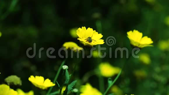 一朵黄色的雏菊花顶上的蜜蜂野花美丽的春天视频的预览图