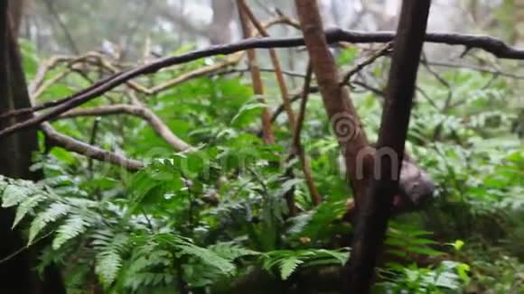台湾台北阳明山山景二子坪生态资源丰富野生动物松鼠视频的预览图