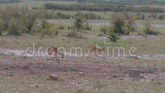 小组汤普森瞪羚跑在非洲草原慢动作视频的预览图