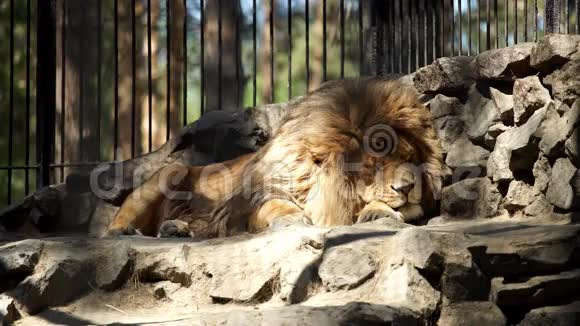 非洲狮子睡在笼子里视频的预览图