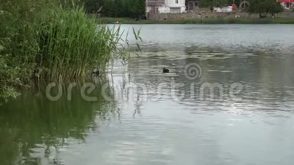 鸭子和小鸭在湖里游泳视频的预览图