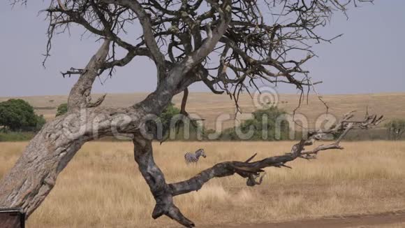 非洲大草原上的一种孤独的斑马经死树视频的预览图