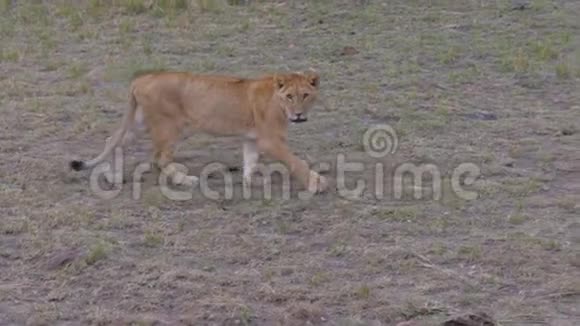 大计划小狮子穿过大草原定期看派对视频的预览图