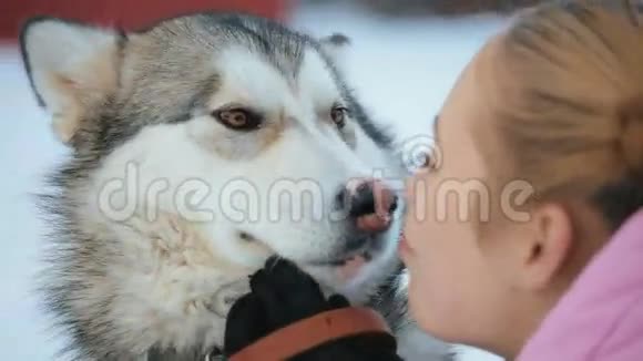 马拉木特犬种画像视频的预览图