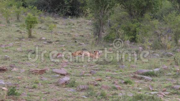 三只狮子幼崽在草地上玩得很开心视频的预览图