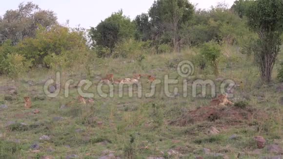 狮子的骄傲和狮子躺在大草原丛林旁视频的预览图
