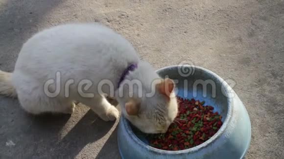 可爱的黄猫在吃饭视频的预览图