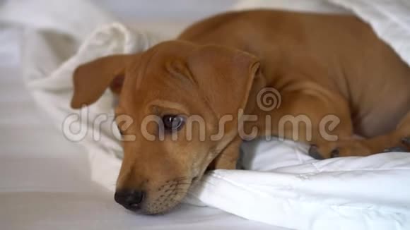 白色床单上可爱的小狗躺在毯子下面睡觉的小狗醒来小棕色小狗视频的预览图