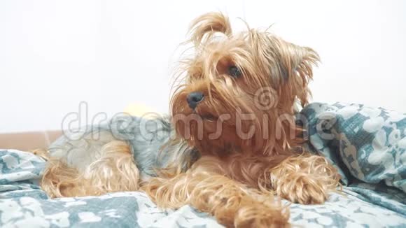 毛茸茸的狗约克郡猎犬躺在床上慢动作视频宠物旧生活方式破烂狗视频的预览图