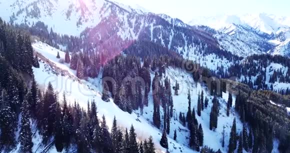 雪山和针叶林用无人机从空中射击视频的预览图