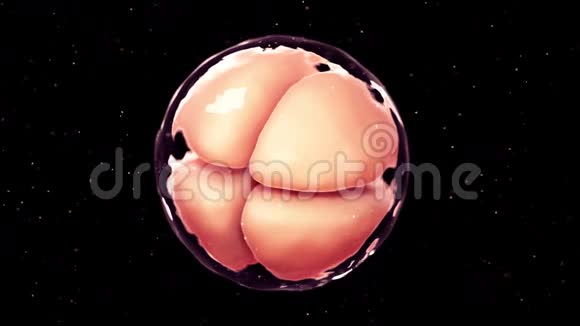 4细胞期胚胎视频的预览图