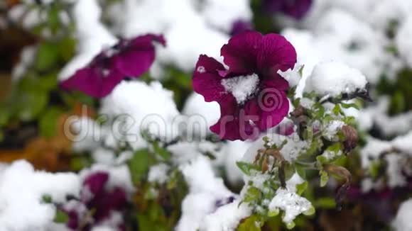带雪的紫色花朵视频的预览图