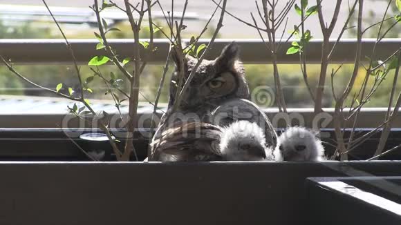 亚利桑那州阳台上的猫头鹰和猫头鹰视频的预览图