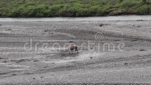 美国阿拉斯加州德纳利国家公园的驼鹿在河床上抓挠视频的预览图