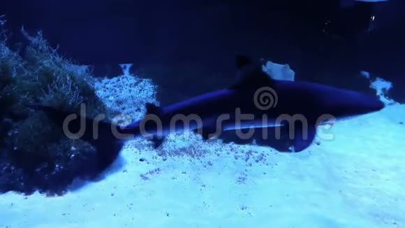 许多灰礁鲨鱼游过珊瑚礁视频的预览图