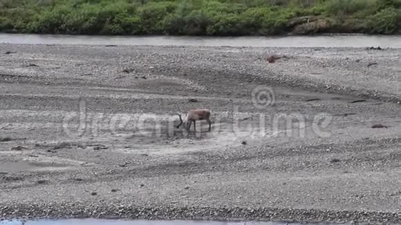 美国阿拉斯加州德纳利国家公园的驼鹿在河床上抓挠视频的预览图
