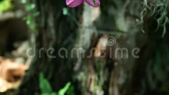 不错的紫兰花视频的预览图