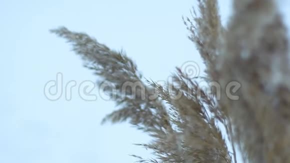 干燥的草药因为天空白色背景的风而移动特写镜头慢动作哈德视频的预览图