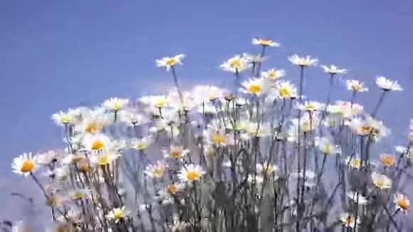 夏天的田野里有白色的雏菊视频的预览图