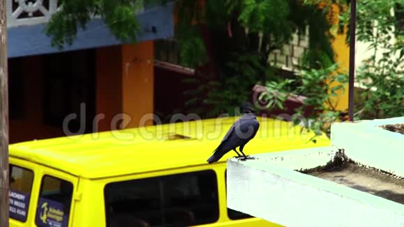 印度房子乌鸦白天效应视频的预览图