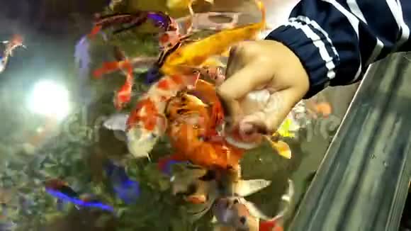 在水族馆喂鱼视频的预览图