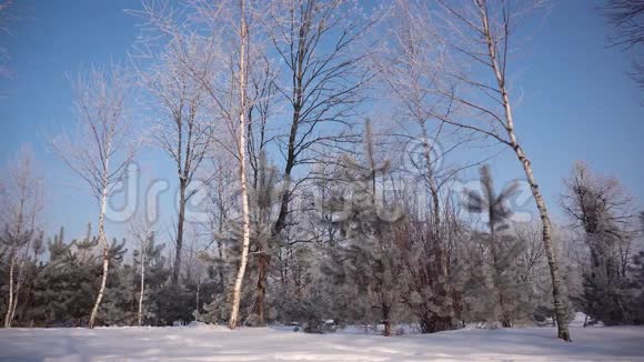 阳光明媚的冬季早晨在公园视频的预览图