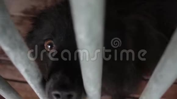 狗在动物收容所狗在狗的围栏里视频的预览图