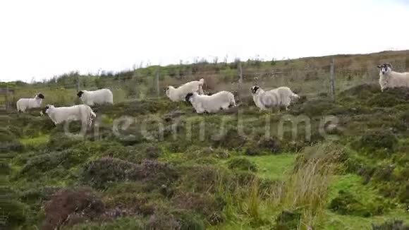 成群的羊在奔跑视频的预览图