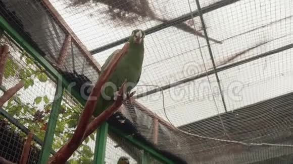 动物园笼中绿鹦鹉底景图视频的预览图