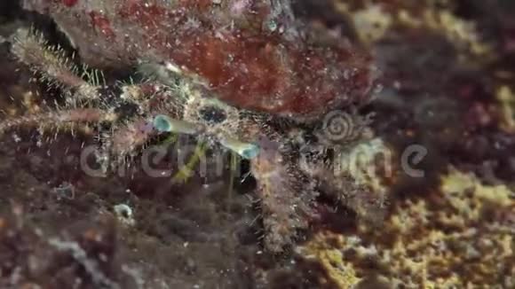 红海珊瑚中的毛寄生蟹视频的预览图