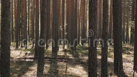 一个从常绿树林中奔跑的小青年视频的预览图