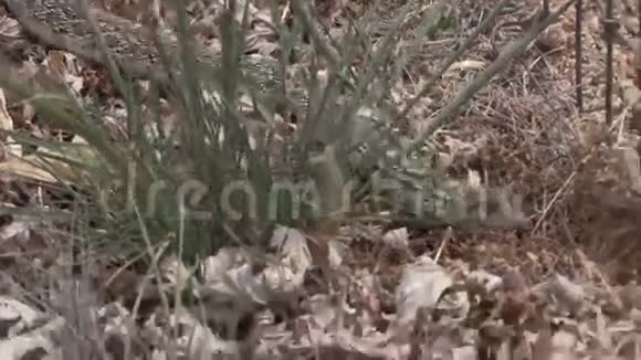 树叶中的牛蛇视频的预览图