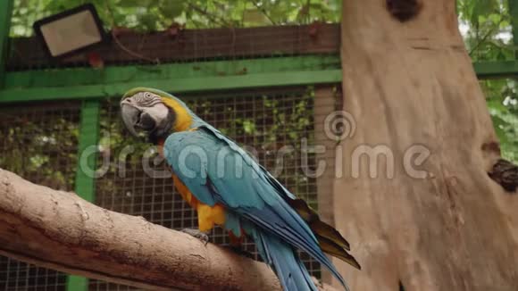 动物园里的蓝黄鹦鹉坐在树枝上视频的预览图