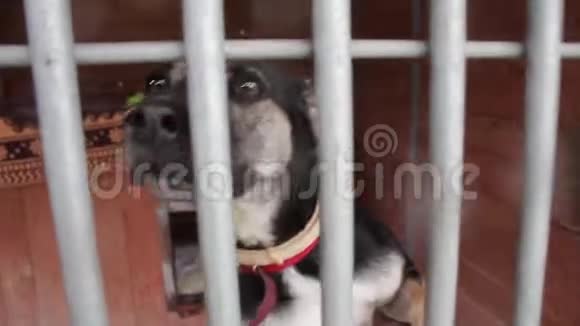 狗在动物收容所狗在狗的围栏里视频的预览图