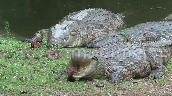 尼罗河鳄鱼在水边吃大块的肉视频的预览图