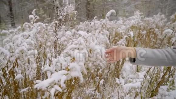 一个冬天的公园里一个美丽的年轻女子的双手被雪覆盖在树枝上慢动作时尚时尚视频的预览图