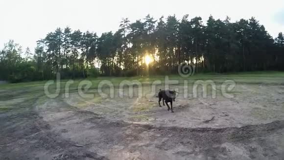 一只大黑狗在飞翔试图在日落时接球视频的预览图