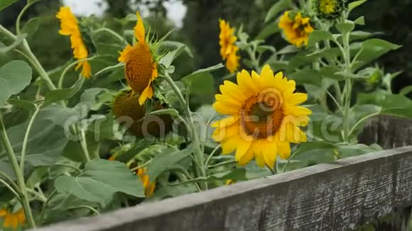 花园里的向日葵和木栅栏视频的预览图