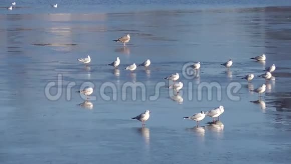 冬天加里宁格勒顶湖上的海鸥视频的预览图