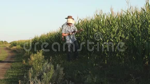 一个农民一个农学家沿着田野检查成熟的玉米芯有平板电脑的商人正在检查视频的预览图