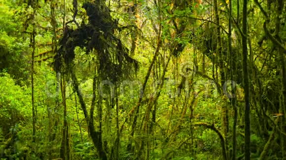 热带雨林的灌丛视频的预览图