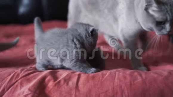 苏格兰可爱的小猫在床上玩耍视频的预览图