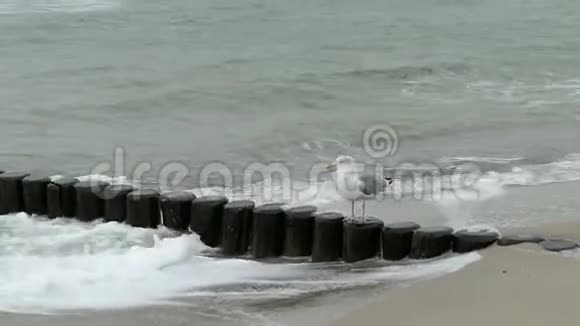 波罗的海海滩上巨大的黑背海鸥之路暴风雨天气视频的预览图