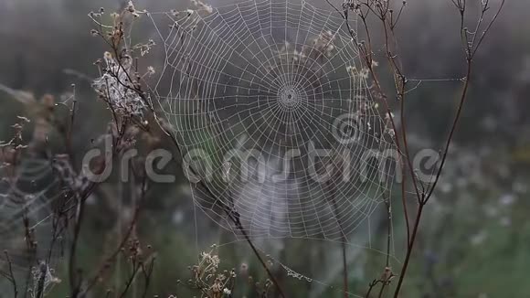 蜘蛛网和露水在黎明秋天视频的预览图
