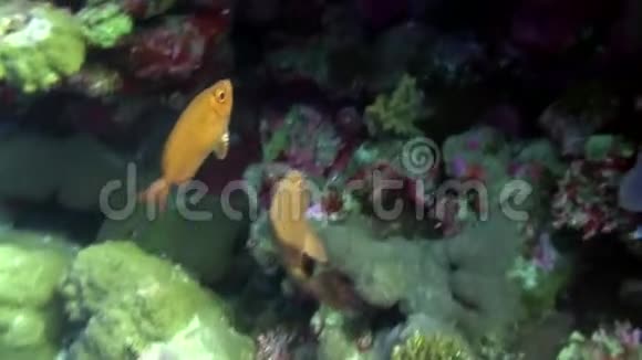 红海中的红松鼠鱼视频的预览图