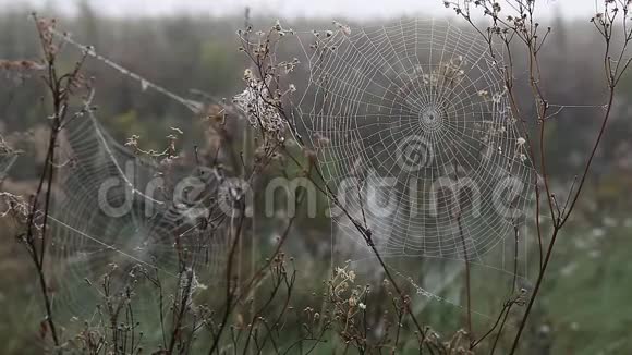 蜘蛛网和露水在黎明秋天视频的预览图