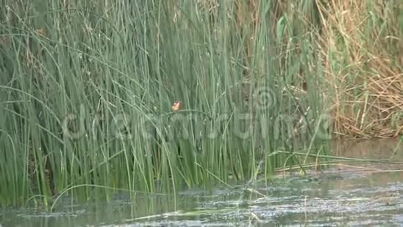 小鸟栖息在水边高大的草地上视频的预览图