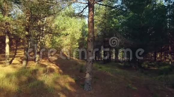 相机在树附近的树林里飞行视频的预览图